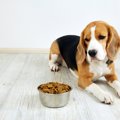 犬がする『このご飯…