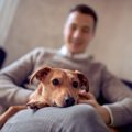 犬が好きな飼い主の…