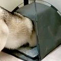 大型犬のために買っ…