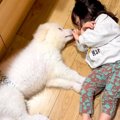 2歳の女の子と子犬→…