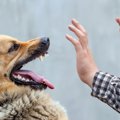 心配性な人は犬に噛…