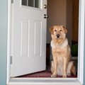 なぜ犬は外に出たが…