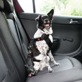 犬とのドライブで役…