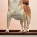 ふと『階段にいる犬…