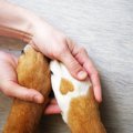 犬の虐待を発見した…