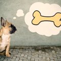 犬はなぜ骨が好きな…