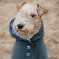 中型犬用の犬服10選！夏・冬ごとのおすすめ商品や選び方を紹介