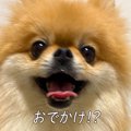 お出かけに大喜びし…