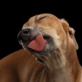 犬が床をなめる理由…