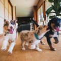 犬が家の中で『大騒…