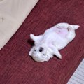 子犬が落ちてる…！ぽ…