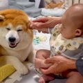 赤ちゃんがパパと一…