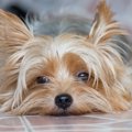犬に絶対してはいけ…