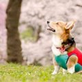 衝撃！海外の動物事…