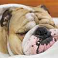 犬の超危険な『いび…