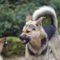 犬の喧嘩の理由とは…