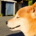 長寿の秘訣は散歩に…