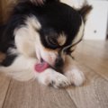 犬の脱毛症とは？症…