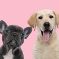 『吠えにくい犬』と…