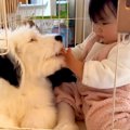 子犬のそばで『赤ち…