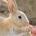 犬と一緒に飼っても…