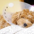 愛犬の元気がいつも…