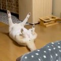 犬の寝姿を見てみた…