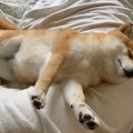 【爆笑】おみ足ピー…