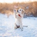 愛犬と雪の日に散歩…