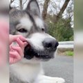 大型犬にちょっかい…