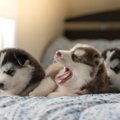 【月齢別】子犬に覚…