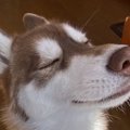 尊いっ…！瞑想中のハ…