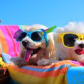 犬にとって良い『サ…