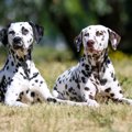 ダルメシアン｜犬種…