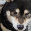 子育て歴４年の犬→赤…