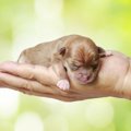 チワワの赤ちゃんが…