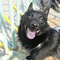 【犬の不思議】なぜ…
