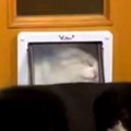 猫が『小さなドア』…
