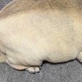 眠っている犬を『上…