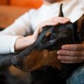 犬が仲間を失った時…