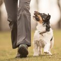 犬に最適な『散歩時…