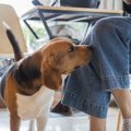 犬が好きな『香り』4…