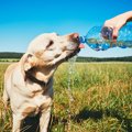 犬に与えるべきでは…