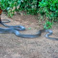 犬が遭遇すると危険…
