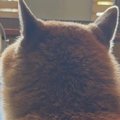 『犬が背中を向けて…