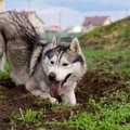 犬がよくする『野性…