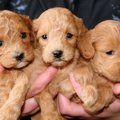 犬の値段が安い理由…