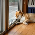 犬が『寝る場所を変…