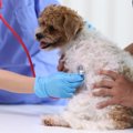 小型犬がかかりやす…