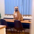 犬のご飯の準備が遅…